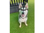 Adopt Seal a Husky, Mixed Breed