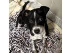 Adopt Lylah a Terrier, Mixed Breed