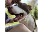 Adopt Candy Corn a Pit Bull Terrier