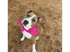 Adopt HAZEL a Pit Bull Terrier