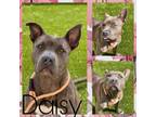 Adopt DAISY a Pit Bull Terrier