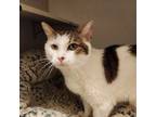 Adopt Katy a Domestic Short Hair