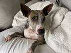 Adopt LOVIE a Bull Terrier, Mixed Breed