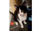 Adopt Rose Bouquet 4400 a Domestic Short Hair