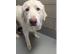 Adopt Coco a Great Pyrenees, Mixed Breed