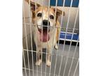 Adopt Daisy a Border Collie, Mixed Breed