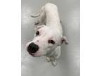 Adopt Kitty Pryde a Pit Bull Terrier, Mixed Breed