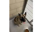 Adopt Sugar a German Shepherd Dog, Mixed Breed