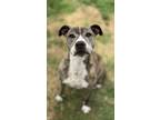 Adopt Aries a Pit Bull Terrier, Catahoula Leopard Dog