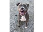 Adopt Nova a Pit Bull Terrier, Mixed Breed