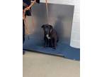 Adopt Luna a Shar-Pei, Mixed Breed