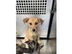 Adopt 55701760 a Black Mouth Cur, Mixed Breed