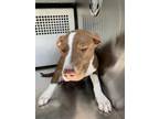 Adopt Dahlia a Pit Bull Terrier, Mixed Breed