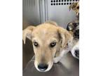 Adopt Creme a Black Mouth Cur, Mixed Breed