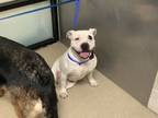 Adopt moo moo a Pit Bull Terrier, Mixed Breed