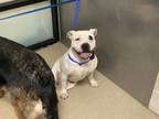 Adopt Moo Moo a Pit Bull Terrier, Mixed Breed