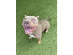 Adopt Valentina a Pit Bull Terrier, Mixed Breed