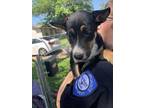 Adopt Lindy a German Shepherd Dog, Mixed Breed