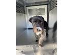 Adopt Miss Frizzle a Schnauzer, Mixed Breed