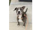 Adopt 55705483 a Pit Bull Terrier, Mixed Breed