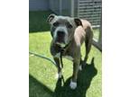 Adopt Ivory a Pit Bull Terrier, Mixed Breed