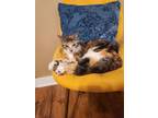 Adopt Surprise a Calico