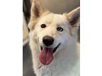 Adopt Glitter Akasnowflake a Husky, Mixed Breed