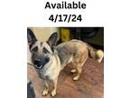 Adopt Dog Kennel #20 Amora/Freya a German Shepherd Dog, Mixed Breed