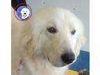 Adopt Katie a Great Pyrenees