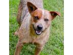 Adopt Laverne a Australian Cattle Dog / Blue Heeler