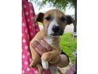 Adopt Abby- April Fools' Day Pups a Boxer, Labrador Retriever