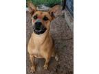 Adopt Dandy a Mixed Breed