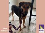 Adopt LIZA a Doberman Pinscher, Mixed Breed