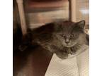 Adopt Pizza a Domestic Medium Hair