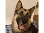Adopt Billie Eyelash a Mixed Breed, German Shepherd Dog