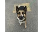 Adopt Hashbrown a Mixed Breed, German Shepherd Dog