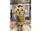 Adopt Arianwen a Oriental Short Hair