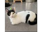 Adopt Annabelle a Oriental Short Hair