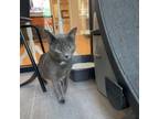 Adopt Ophelia a Domestic Short Hair