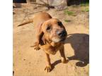 Adopt Wendy a Redbone Coonhound