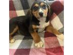 Adopt Rosa (was Rose) a Beagle