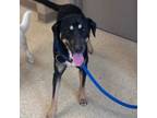 Adopt Cristal a Labrador Retriever, Black and Tan Coonhound