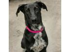 Adopt Kyrah a Border Collie, Mixed Breed