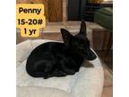 Adopt Peggy (prev Penny) a Cardigan Welsh Corgi, Mixed Breed
