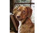 Adopt Naomi a Hound