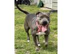 Adopt 2404-1058 Moon a Pit Bull Terrier