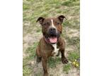 Adopt 2404-1035 Zoey a Pit Bull Terrier