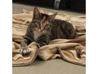 Adopt Flossy a Domestic Short Hair