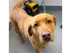 Adopt Addie (June) a Yellow Labrador Retriever