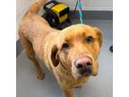 Adopt Chloe a Yellow Labrador Retriever